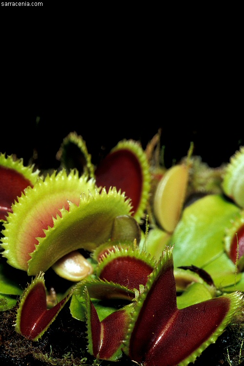   Dionaea muscipula