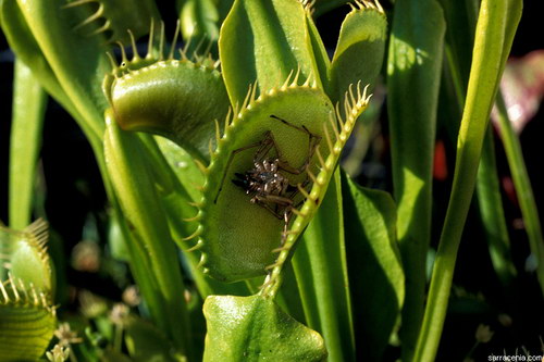   Dionaea muscipula