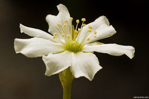   Dionaea muscipula