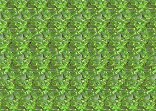 Magic eye