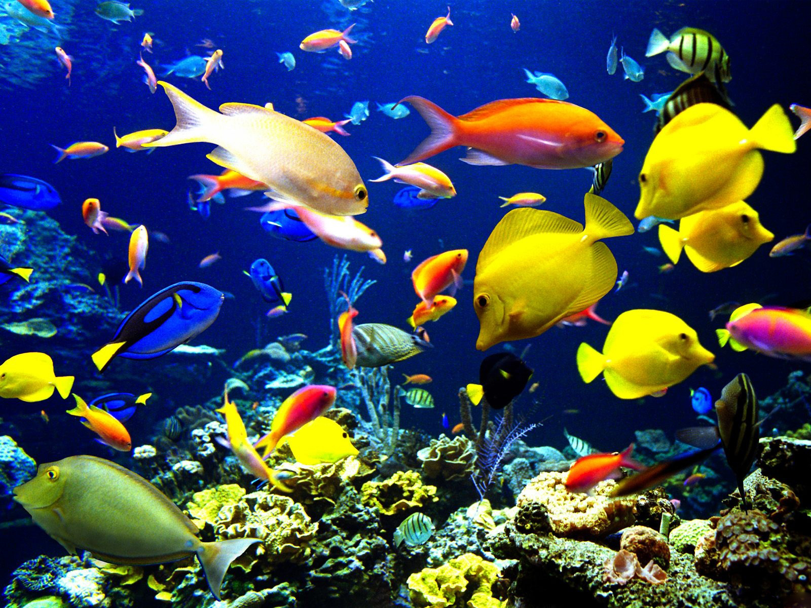 Fotos de peces del pacifico mexicano 69 Fotos de peces del pacifico mexicano 32
