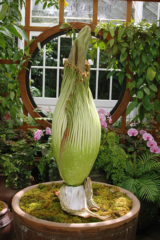   (Amorphophallus titanum)