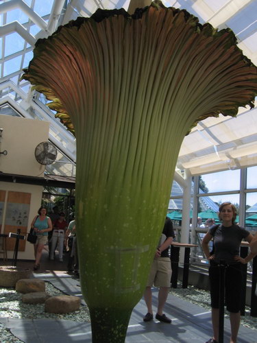   (Amorphophallus titanum)