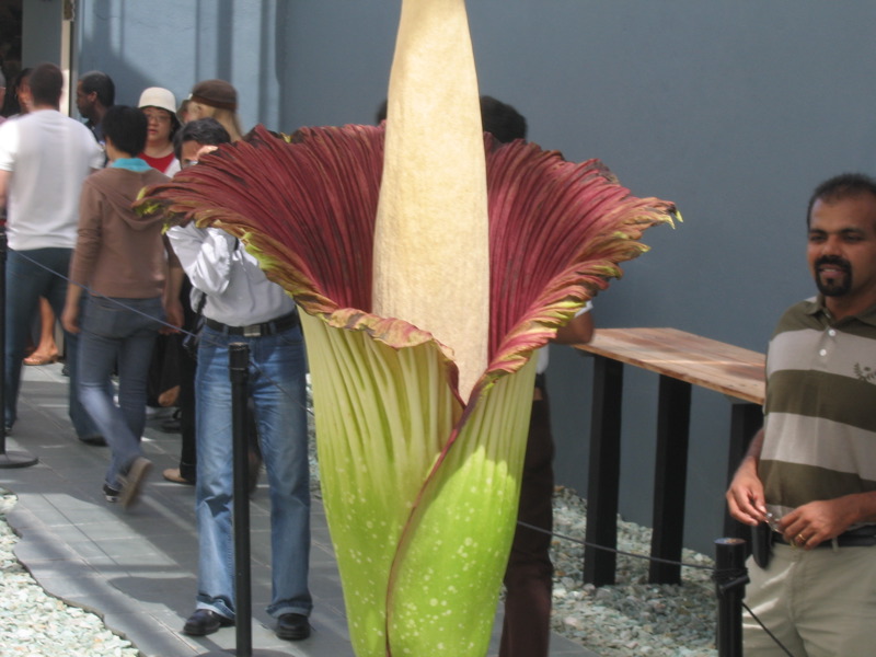   (Amorphophallus titanum)