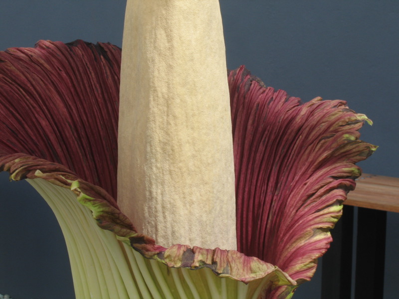   (Amorphophallus titanum)