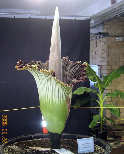   (Amorphophallus titanum)