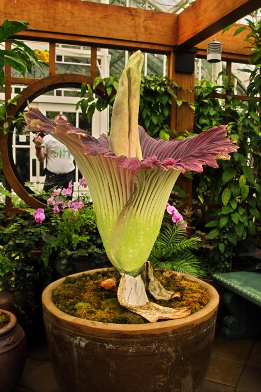   (Amorphophallus titanum)