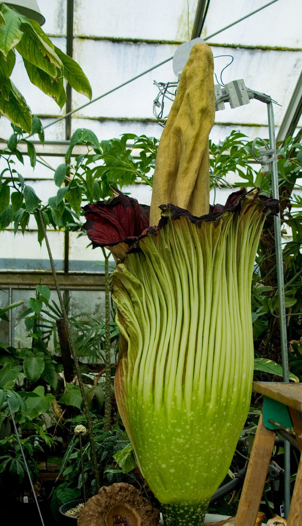   (Amorphophallus titanum)
