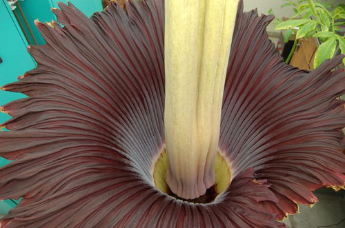   (Amorphophallus titanum)