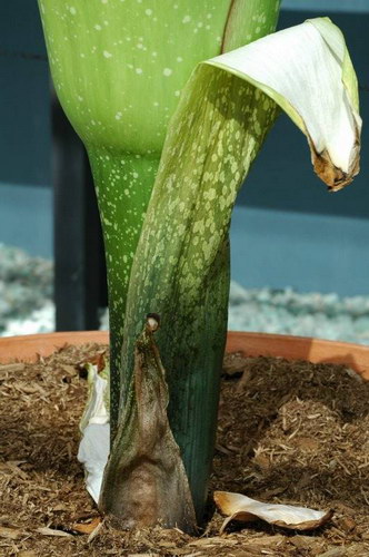   (Amorphophallus titanum)