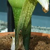   (Amorphophallus titanum) 