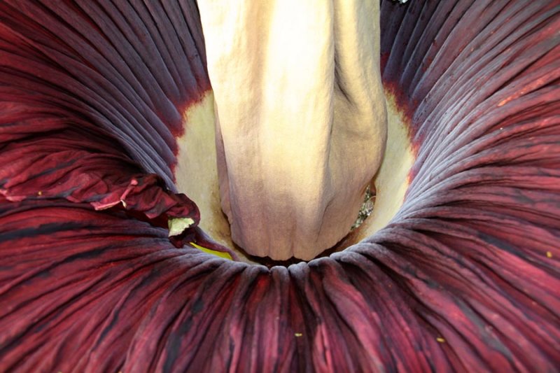   (Amorphophallus titanum)