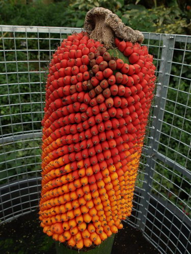   (Amorphophallus titanum)