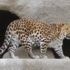 Амурский леопард оказался на грани вымирания