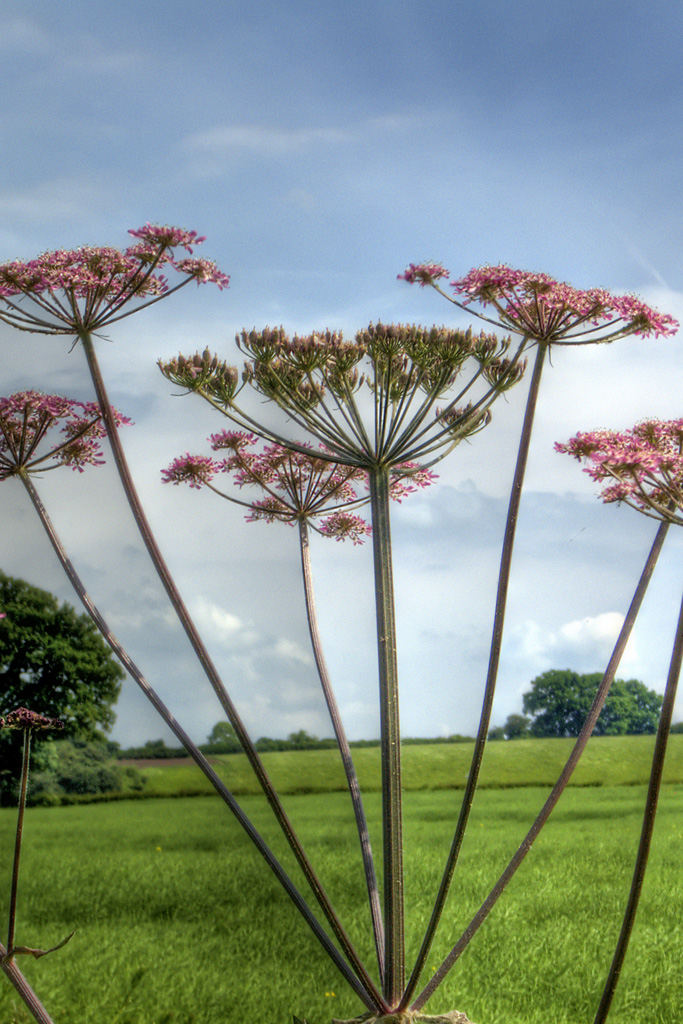  HDRi