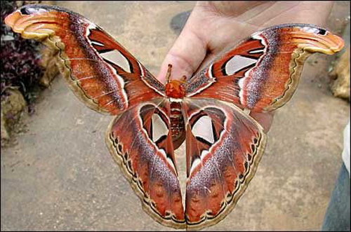 Очень большая бабочка