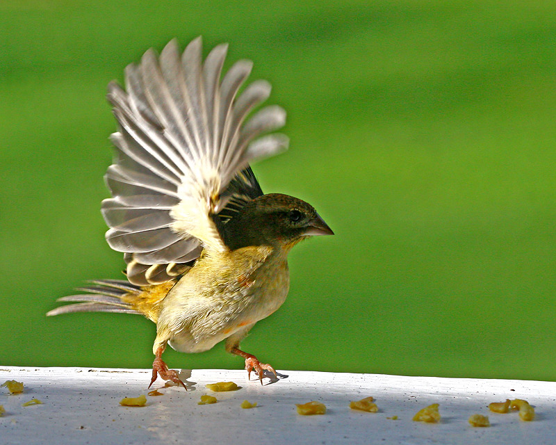 Птица пляшет. Птица танцор. Танцующая птица. Птичка танцует. Фото Танцующая птичка.