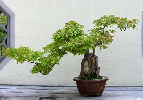   penjing