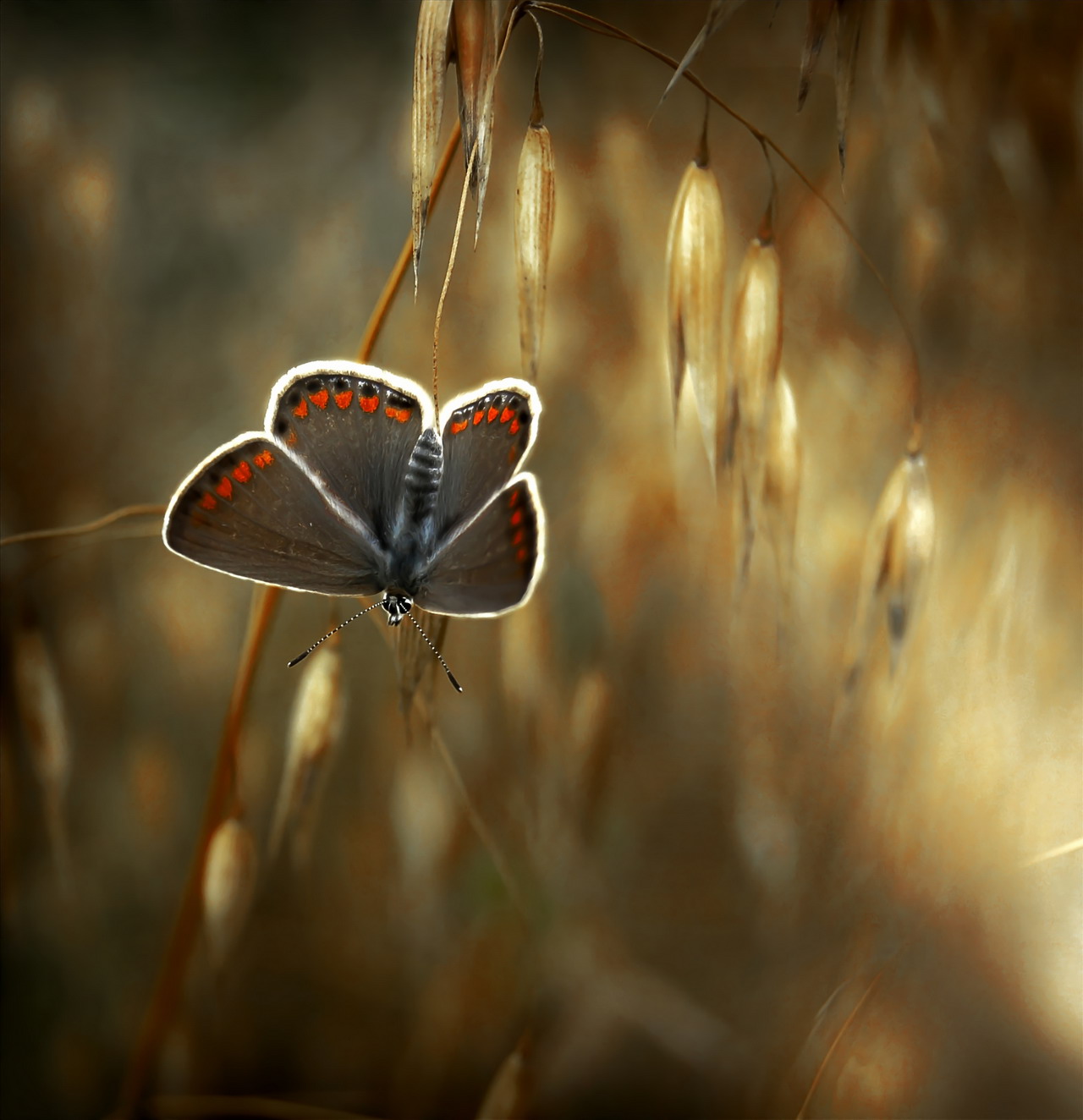 Живем красивые картинки. Мысли бабочки. Жизнь прекрасна бабочки. Хрупкая бабочка. Макромир бабочки.