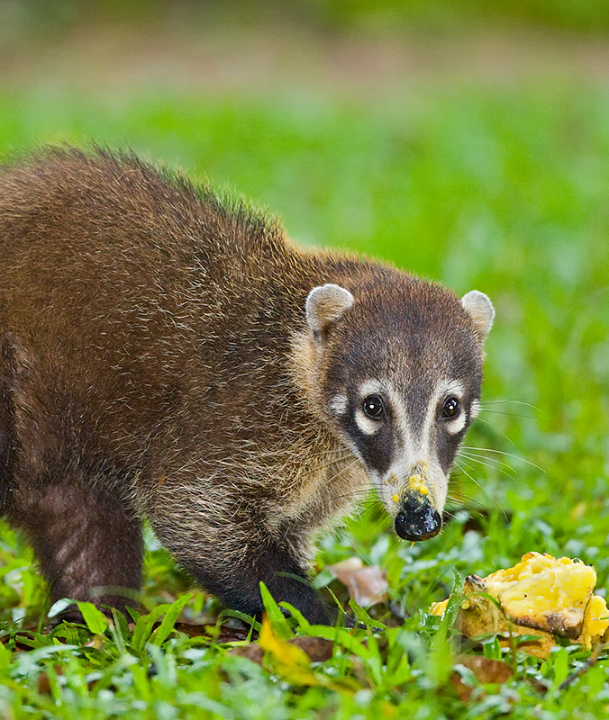  (coati)