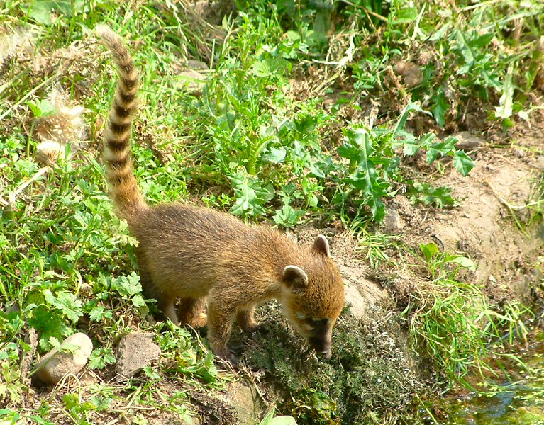  (coati)