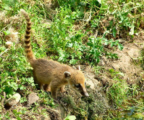  (coati)