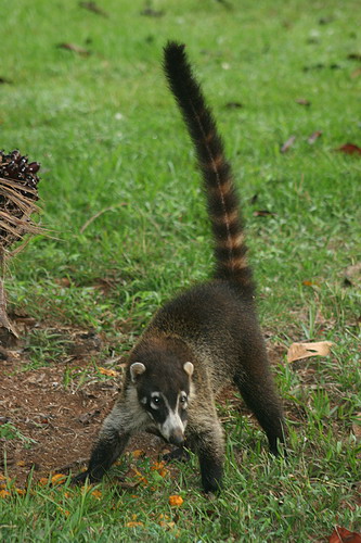  (coati)