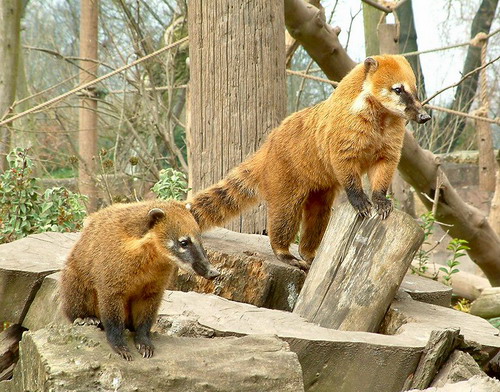  (coati)