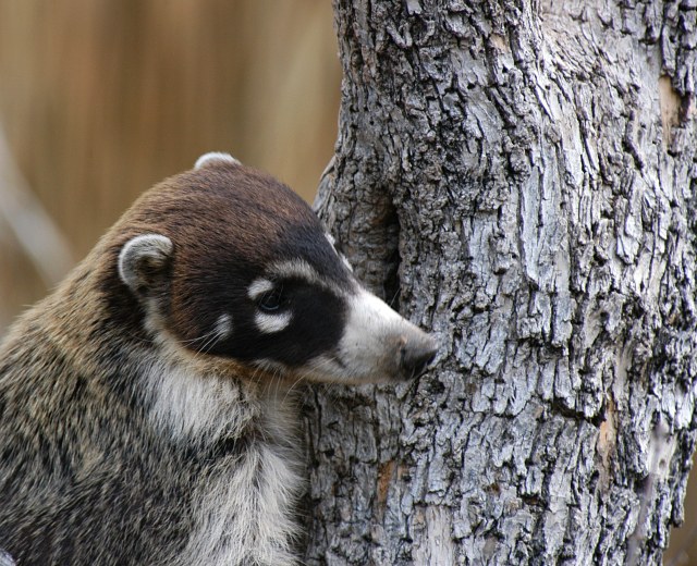  (coati)