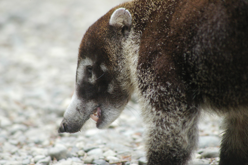  (coati)