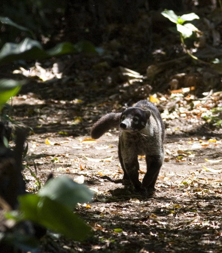  (coati)