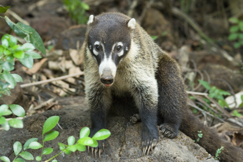  (coati)