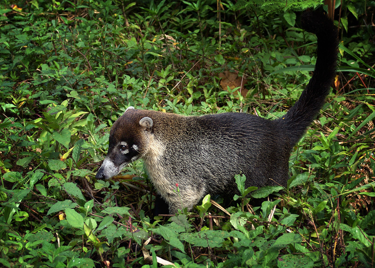  (coati)