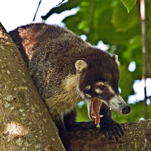  (coati)