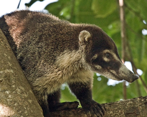  (coati)