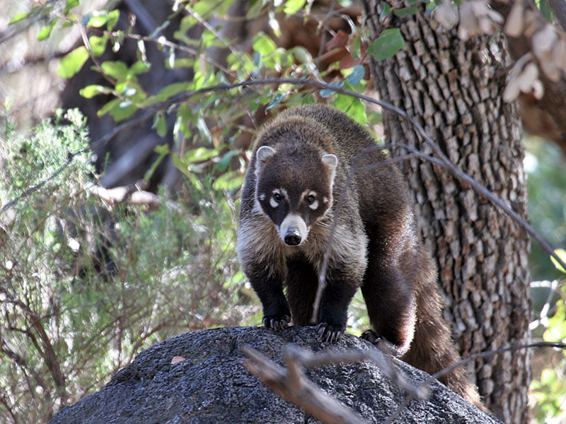  (coati)