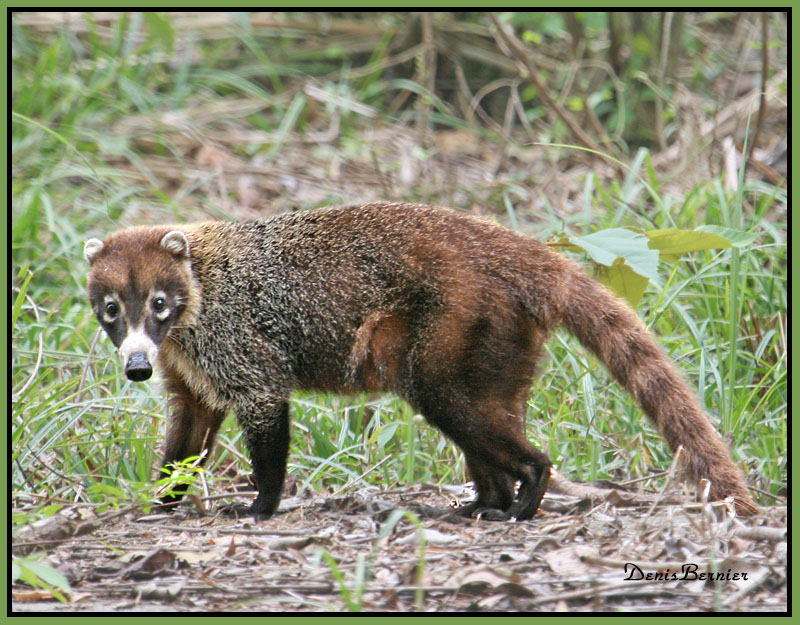  (coati)