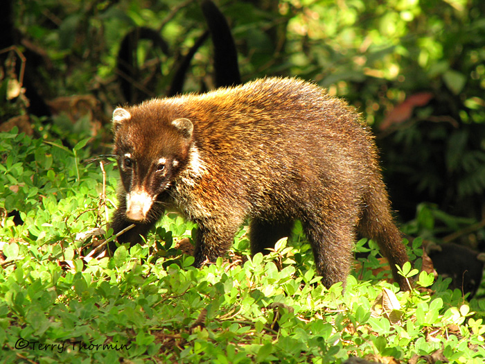  (coati)