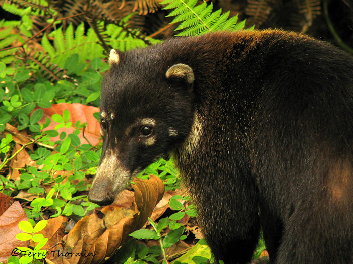  (coati)