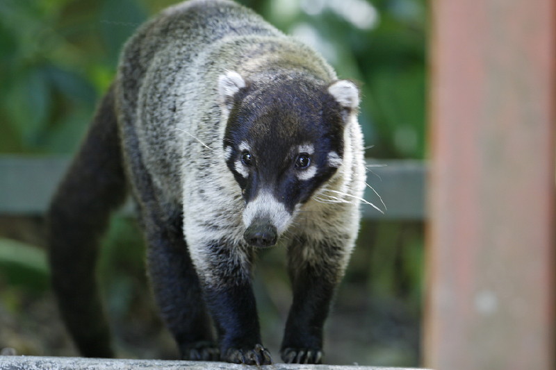  (coati)
