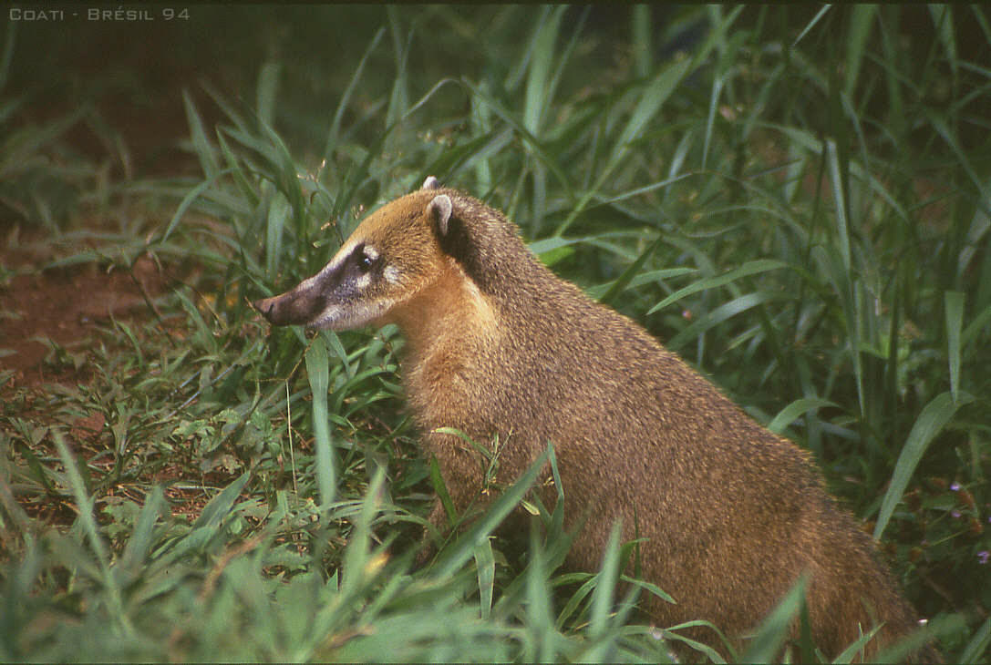  (coati)