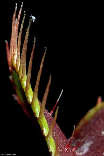 Растение хищник Dionaea muscipula