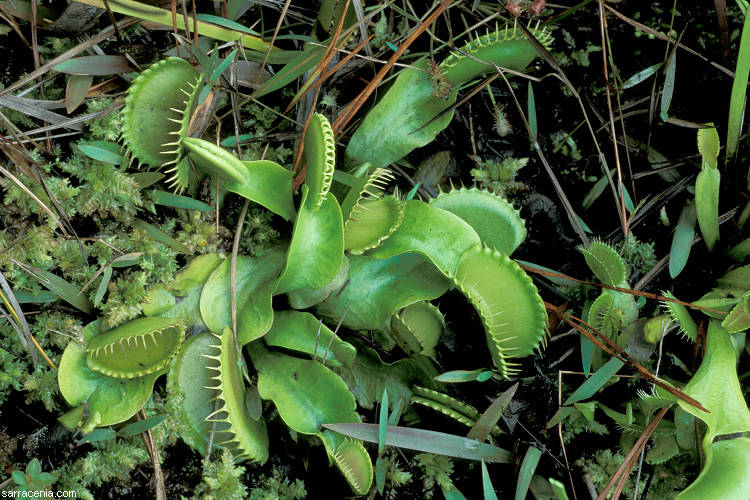  Dionaea muscipula