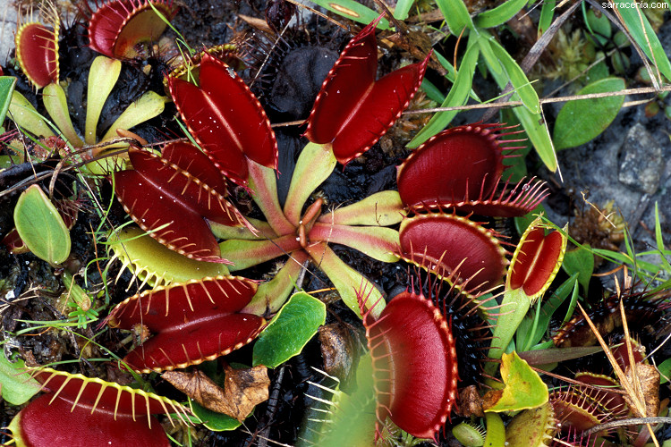   Dionaea muscipula