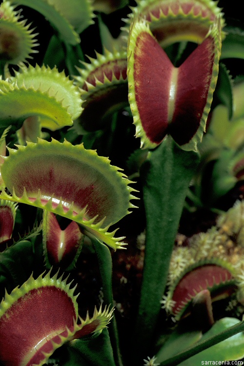   Dionaea muscipula