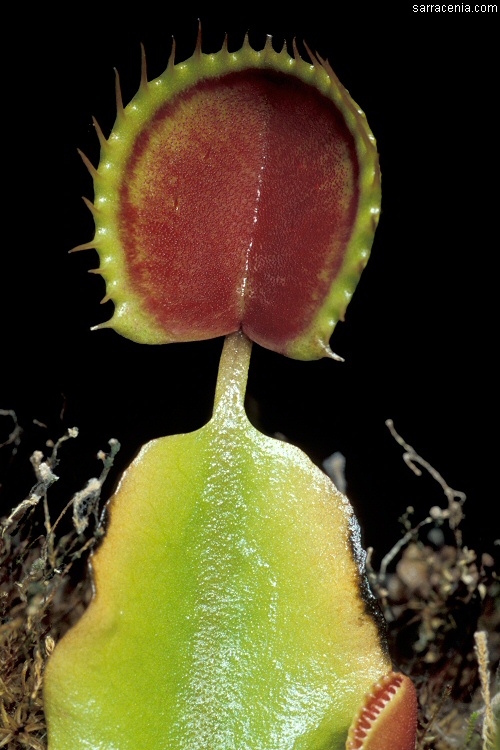   Dionaea muscipula