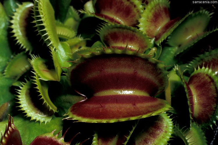   Dionaea muscipula