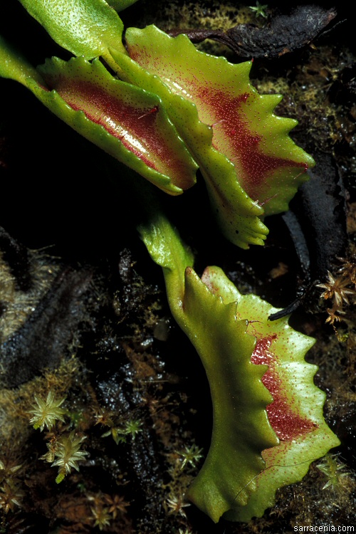   Dionaea muscipula