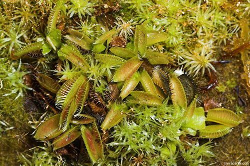   Dionaea muscipula