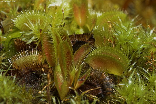   Dionaea muscipula